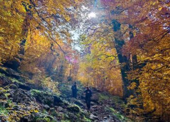 Bosco Autunno