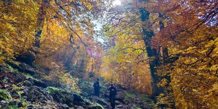 Bosco Autunno