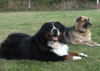 Cane Balto