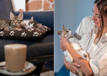 Cat Cafè