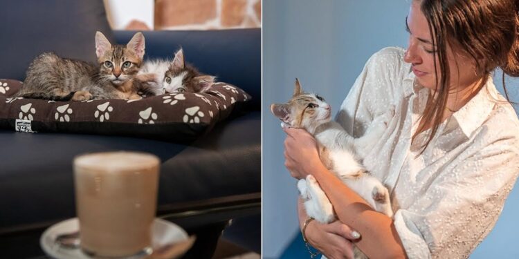 Cat Cafè