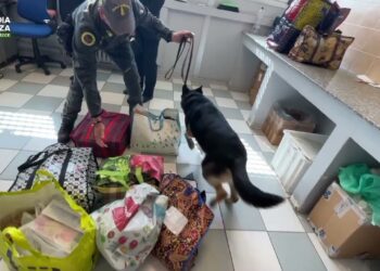 Droga Nelle Pacchi Per I Detenuti, Blitz Della Finanza Il Carcere: Il Cane Goran Fiuta L’hashish – Video