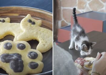 Cat Cafe
