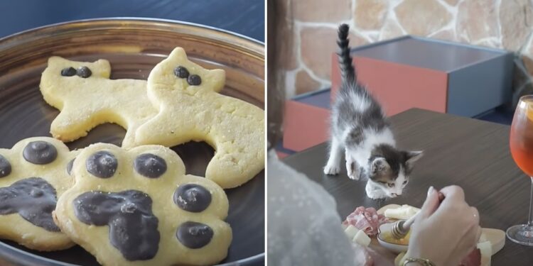 Cat Cafe