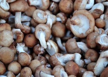 Funghi