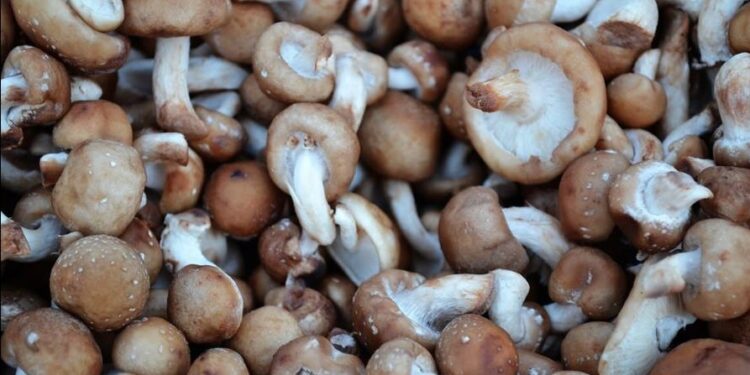 Funghi