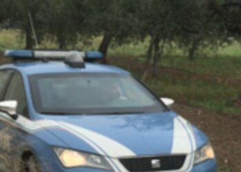 Polizia Olive