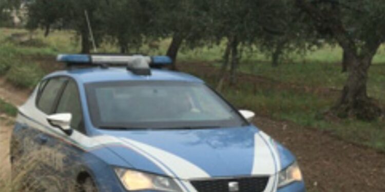 Polizia Olive