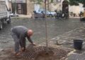 17 11 25 Manutenzione Del Verde Cittadino Questa Mattina La Piantumazione Di 2 Terebinti E 3 Arbusti Di Metrosideros In Piazza San Pietro E Di 1 Albero Di Giuda A Poggiofranco 1