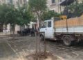 17 11 25 Manutenzione Del Verde Cittadino Questa Mattina La Piantumazione Di 2 Terebinti E 3 Arbusti Di Metrosideros In Piazza San Pietro E Di 1 Albero Di Giuda A Poggiofranco 2