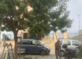 17 11 25 Manutenzione Del Verde Cittadino Questa Mattina La Piantumazione Di 2 Terebinti E 3 Arbusti Di Metrosideros In Piazza San Pietro E Di 1 Albero Di Giuda A Poggiofranco 3