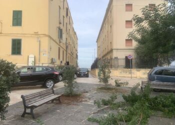 17 11 25 Manutenzione Del Verde Cittadino Questa Mattina La Piantumazione Di 2 Terebinti E 3 Arbusti Di Metrosideros In Piazza San Pietro E Di 1 Albero Di Giuda A Poggiofranco 4