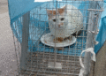 Gatto Abbandonato
