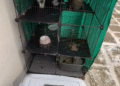 Gatto Abbandonato