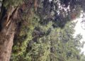 Alberi Caduti Maltempo Cimitero 2