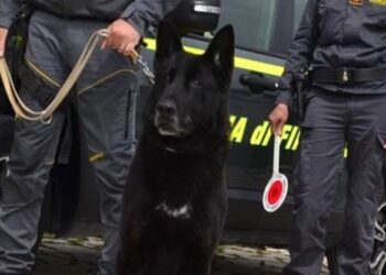 Cane Antidroga Finanza