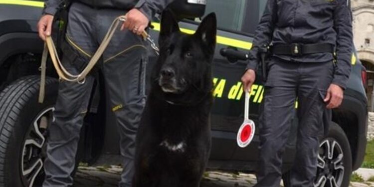 Cane Antidroga Finanza