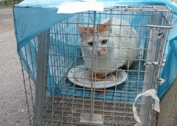 Gatto Abbandonato