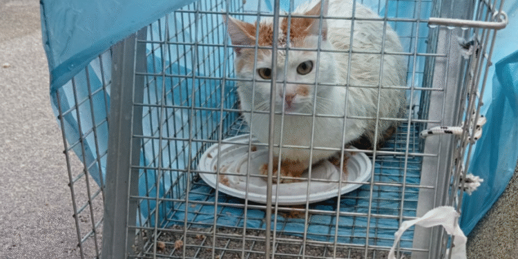 Gatto Abbandonato