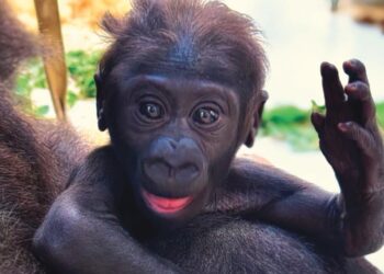 Gorilla