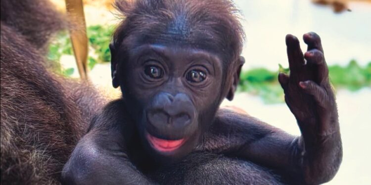 Gorilla