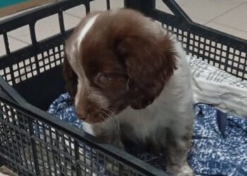cane non vedente palagiano