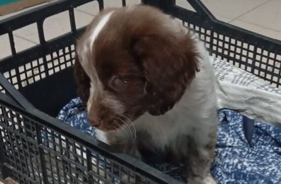cane non vedente palagiano