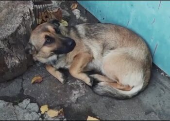 Botti Di Capodanno, Come Proteggere Gli Animali Dal Rumore: “allestite Una Stanza Protetta” – Video
