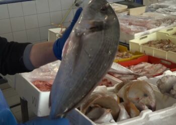 Caro Pesce Sulle Tavole Dei Baresi, Quanto Costa Il Cenone Di Natale: “vongole A 30 Euro Al Chilo” – Video