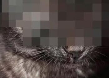 Gatto Cieco