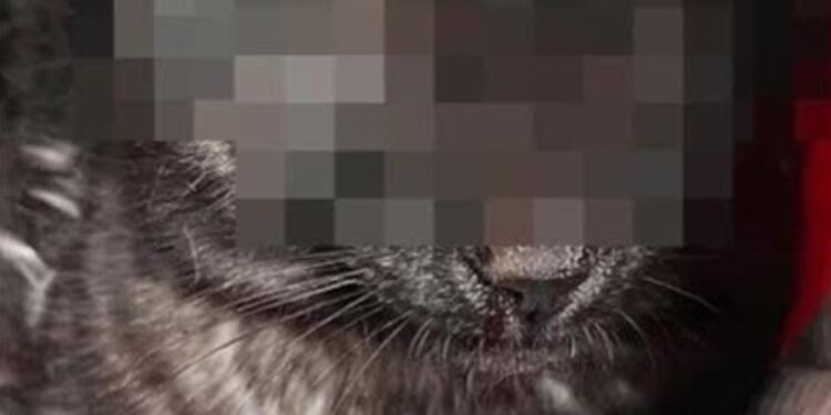 Gatto Cieco