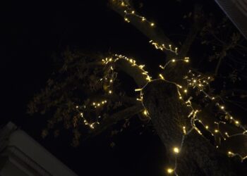 Luci