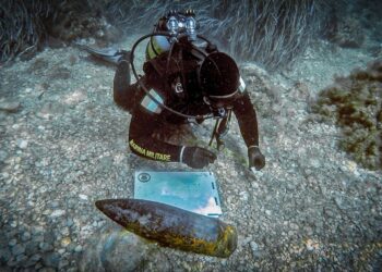 Palombari Del Nucleo S.d.a.i. In Attività