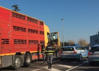 Animali Polizia Stradale