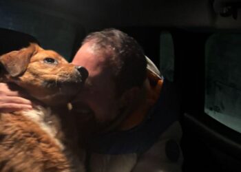 Cane Ritrovato