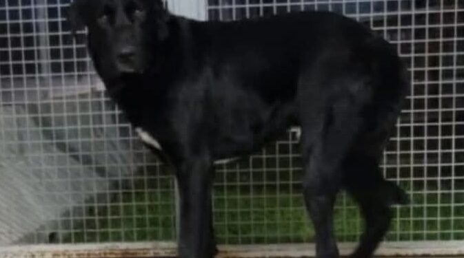 Cane Rubato