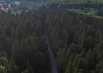 Foresta Mercadante