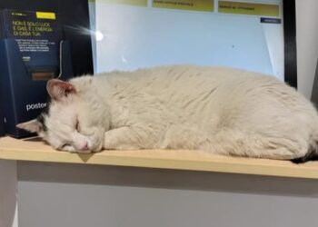 Gatto Poste Adelfia