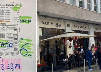 Viola 5