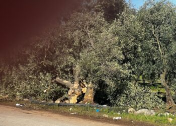 luogo incidente bitetto