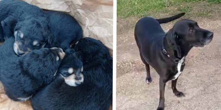 Cane Cuccioli2