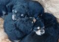 Cane Cuccioli5