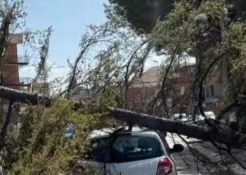 Albero