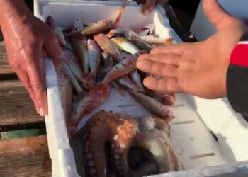 Caro Carburante, Il Settore Della Pesca: “uscire In Mare Costa. Non Possiamo Far Pagare La Crisi Ai Clienti” – Video