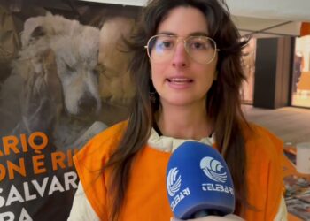 “cibo E Cure Per Cani E Gatti Non Devono Essere Un Lusso”, La Lav In Piazza: Volontari Anche A Bari – Video