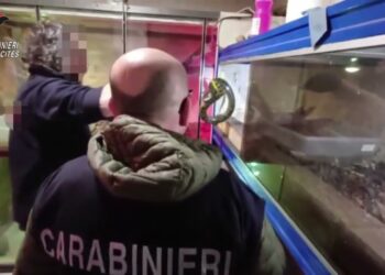 Dietro La Finta Parete Nasconde Anaconda E Pitoni, Boa E Un Caimano: Scoperta Shock A Sannicandro – Video
