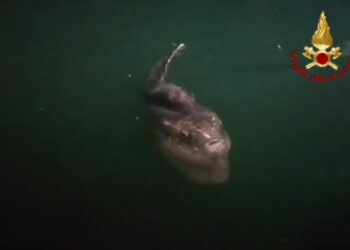 Pesce Luna