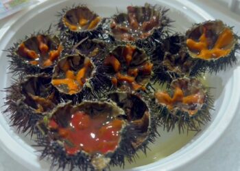 Ricci Di Mare A Peso D’oro, A Bari Fino A 10 Euro Al Pezzo: Fermo Pesca E Import Cambiano I Listini – Video