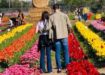 Tulipark