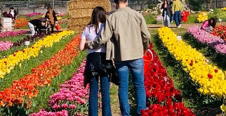Tulipark